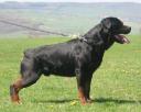 rottweiler_puppies_for_sale_euro091.jpg